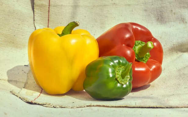 Red, yellow and green coloured pepper, studio shot