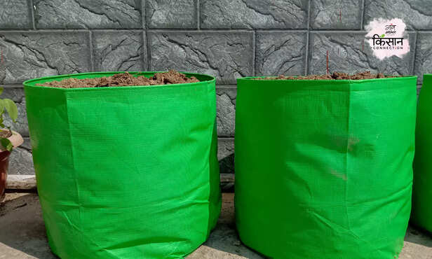 371076-acid-lime-farming-grow-bag-lime-cultivation-guide-terrace-farming-3