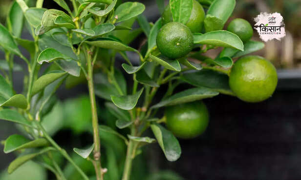 371077-acid-lime-farming-grow-bag-lime-cultivation-guide-terrace-farming-1