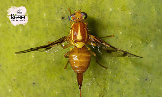 370561-fruit-fly-management-mango-integrated-pest-management-2