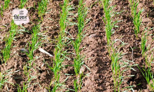 369913-wheat-farming-guide-growth-ecological-conditions-micro-nutrients-2