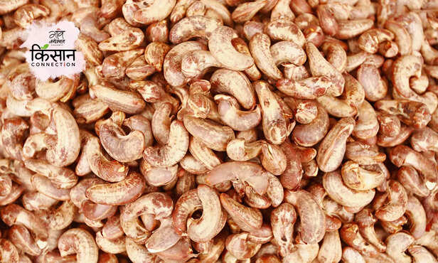 369308-goa-cashew-geographical-tags-cashew-industry-gi-tags-3