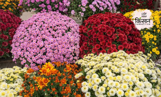 369807-chrysanthemum-farming-gardening-winter-care-horticulture-3