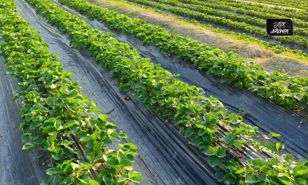 369556-strawberry-farming-micronutrients-strawberry-cultivation-guide-4