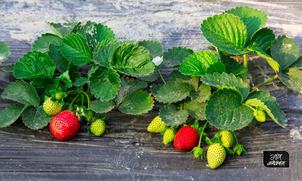 369557-strawberry-farming-micronutrients-strawberry-cultivation-guide-3