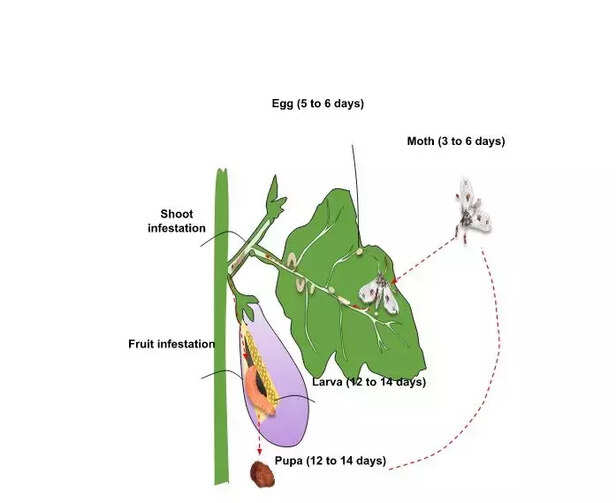 366196-eggplant-farming-pesticide-brinjal-sfb-geraniol-biopesticides-chemical-ecology-1