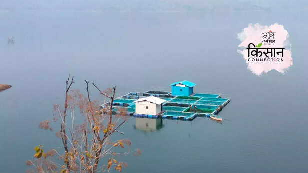 364845-sardar-sarovar-dam-manali-nandurbar-fisheries-cage-culture-government-scheme-aquaculture