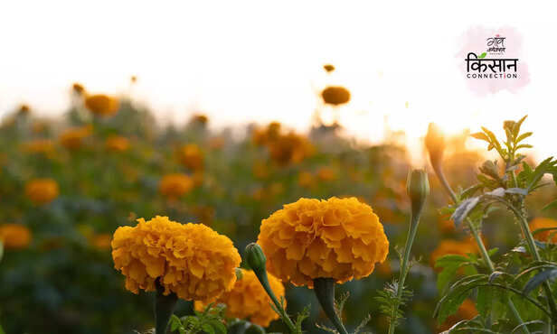 367804-marigold-farming-insect-disease-root-rot-fusarium-wilt-marigold-varieties-3