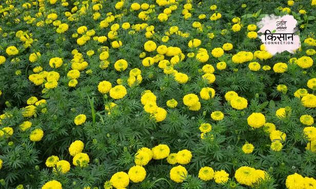 367805-marigold-farming-insect-disease-root-rot-fusarium-wilt-marigold-varieties-2