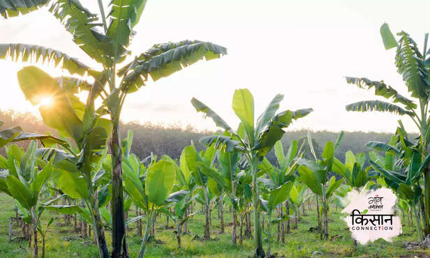 370141-root-knot-nematode-management-production-and-resource-management-3