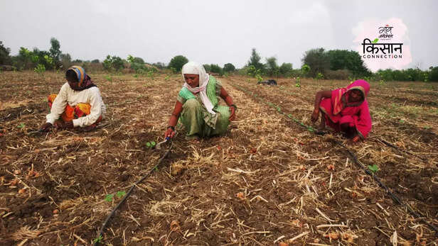 366128-marathwada-farmers-monsoon-rainfall-cotton-soybean-crisis-farmers-suicide-kharif-maharashtra-2