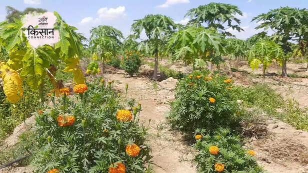 365429-papaya-farming-bharatpur-rajasthan-red-lady-taiwan-papaya-cultivation-guide-progressive-young-farmers-3