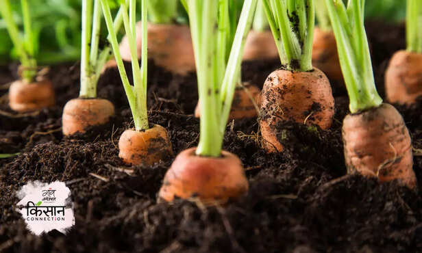 367854-carrot-farming-gaon-connectio-kisaan-connectio-iari-2