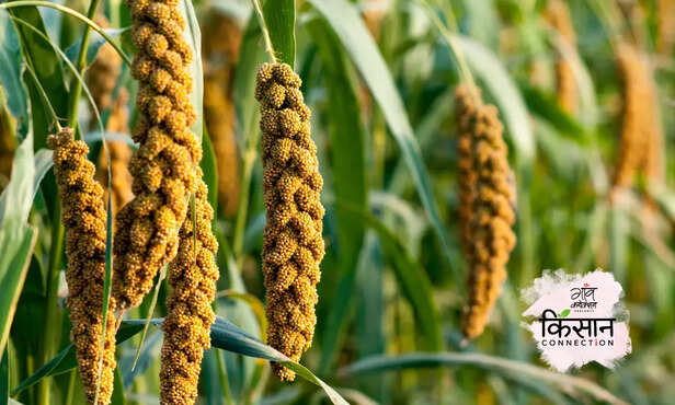 365195-millet-pearl-millet-health-benefits-millet-cultivation-millet-year-sorghum-jowar-pearl-millet-bajra-finger-millet-nutritional-value-6