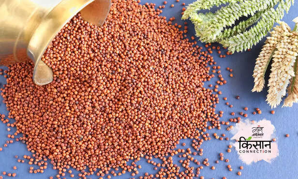 365196-millet-pearl-millet-health-benefits-millet-cultivation-millet-year-sorghum-jowar-pearl-millet-bajra-finger-millet-nutritional-value-4