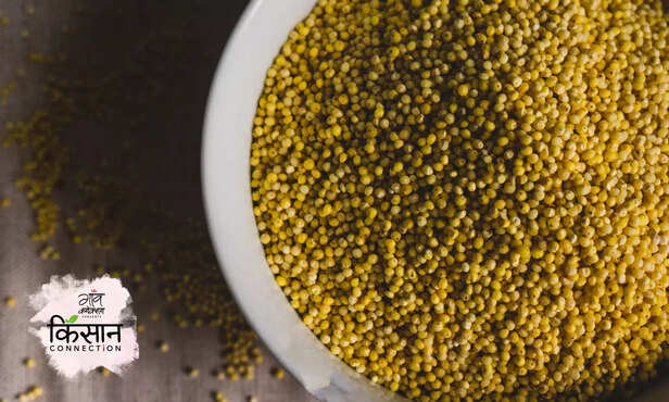 365197-millet-pearl-millet-health-benefits-millet-cultivation-millet-year-sorghum-jowar-pearl-millet-bajra-finger-millet-nutritional-value-1