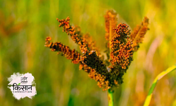 365198-millet-pearl-millet-health-benefits-millet-cultivation-millet-year-sorghum-jowar-pearl-millet-bajra-finger-millet-nutritional-value-2