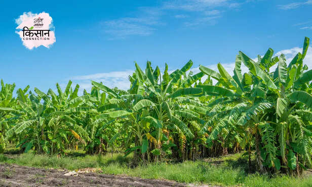 370924-tobacco-caterpillar-spodoptera-litura-banana-farming-bihar-management-3