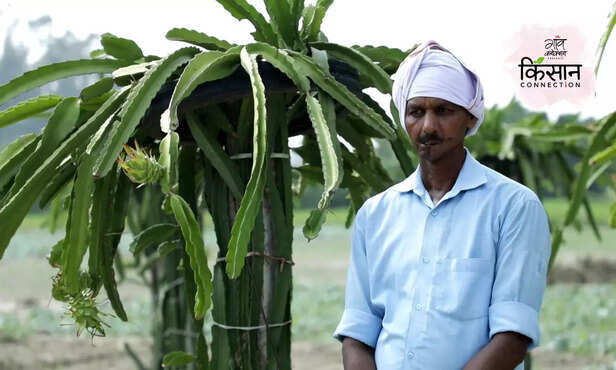 370166-dragon-fruit-farming-guide-full-information-plantation-soil-irrigation-harvesting-marketing-4