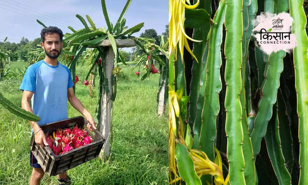 370168-dragon-fruit-farming-guide-full-information-plantation-soil-irrigation-harvesting-marketing-6