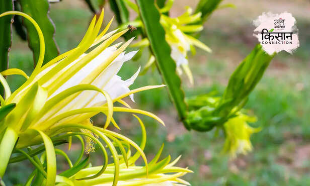 370169-dragon-fruit-farming-guide-full-information-plantation-soil-irrigation-harvesting-marketing-5