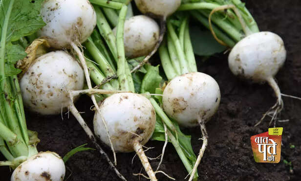 368803-turnip-health-benefits-diabetes-patients-turnip-farming-2