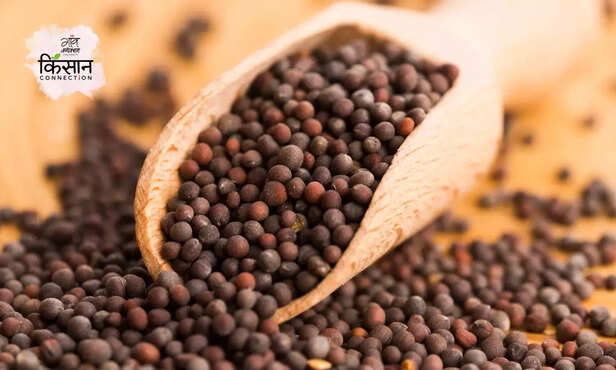 368028-genetically-modified-seeds-disadvantages-advantage-mustard-bt-cotton-4