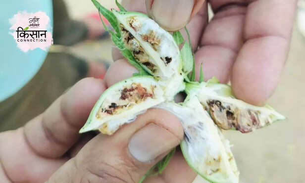 368029-cotton-pink-bollworm-rajasthan-haryana-farmers-ganganagar-compensation-2