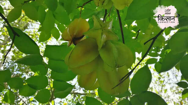 366841-star-fruit-cultivation-india-mauritius-malaysia-star-fruit-farming-4