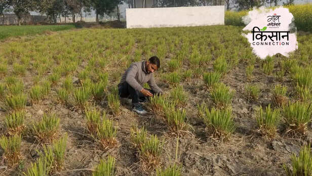 364206-aroma-mission-csir-cimap-farmer-income-double-aromatic-plants-farming-processing-3