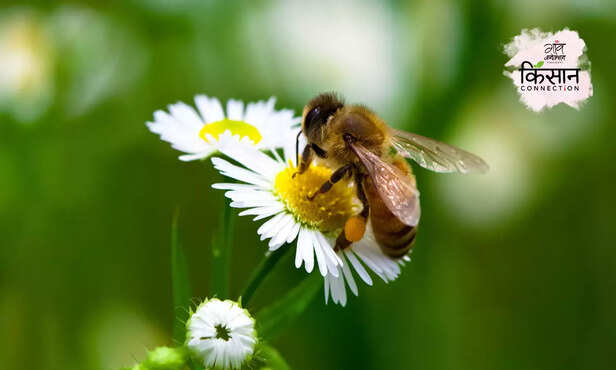 370815-floriculture-friendly-insects-chemical-free-farming-integrated-pest-management-2