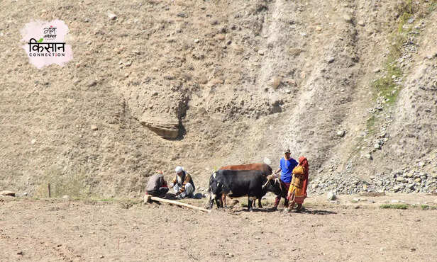 368777-gurez-kashmir-jammu-kashmir-potato-farming-climate-resilient-technique-3