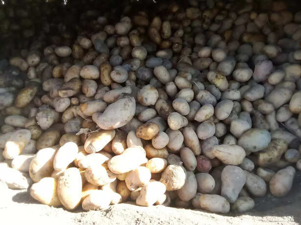 368778-gurez-kashmir-jammu-kashmir-potato-farming-climate-resilient-technique-1