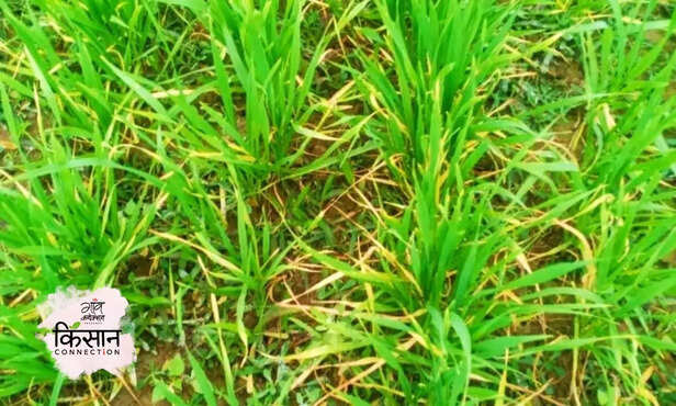 369890-wheat-sowing-rabi-crop-yellow-leaf-winter-production-disease-management-1