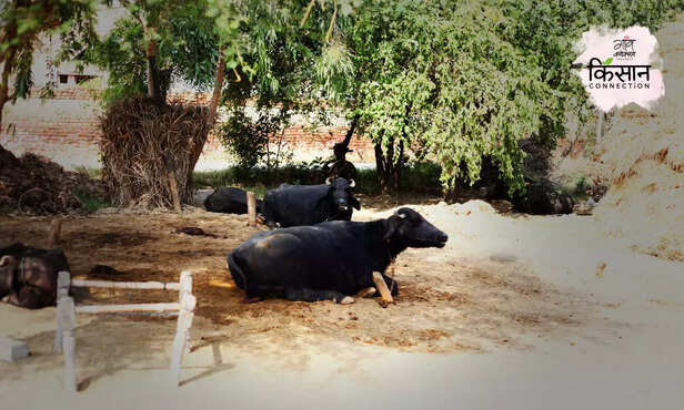 370105-buffalo-death-hisar-haryana-winter-pneumonia-mouth-disease-prevention-milk-production-livelihood-2