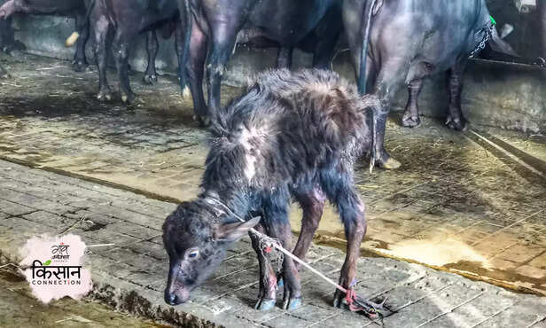 370106-buffalo-death-hisar-haryana-winter-pneumonia-mouth-disease-prevention-milk-production-livelihood-3