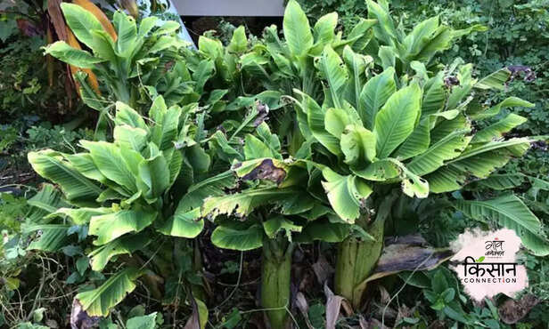368837-banana-bunchy-top-disease-management-banana-cultivation-production-2