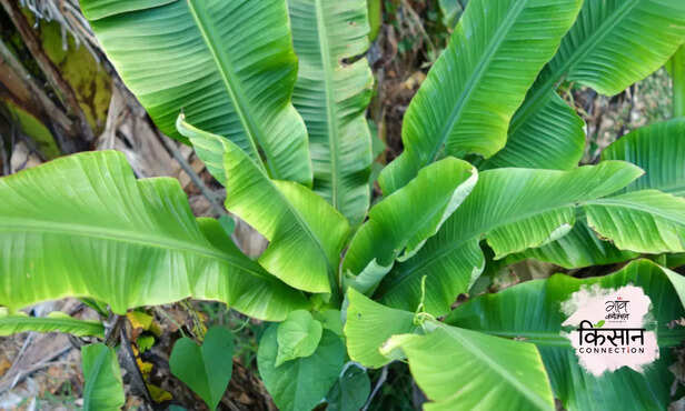 368838-banana-bunchy-top-disease-management-banana-cultivation-production-3