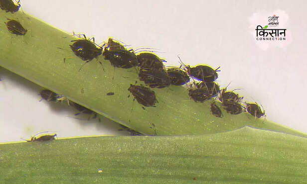 368839-banana-bunchy-top-disease-management-banana-cultivation-production-4