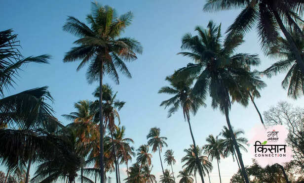 366911-coconut-farming-natural-farming-subhash-palekar-jungle-khadya-panch-stariy-model-multi-cropping-2