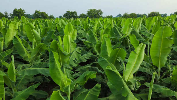 367222-banana-farming-micronutrient-fertilizer-high-yield-banana-farmers-1