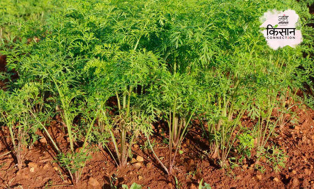 367855-carrot-farming-gaon-connectio-kisaan-connectio-iari-1