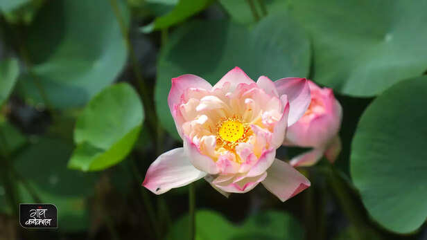 367200-nelumbo-namoh-108-lotus-new-variety-csir-nbri-blooms-lotus-farming-diwali-kamal-2