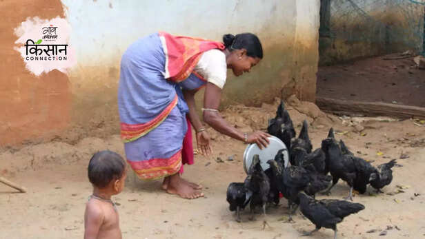 366026-kadaknath-poultry-kandhamal-odisha-tribal-community-women-empowerment-self-help-groups-2