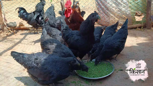 366028-kadaknath-poultry-kandhamal-odisha-tribal-community-women-empowerment-self-help-groups-3
