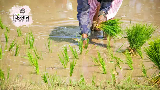 365893-paddy-farming-maize-animal-husbandry-dairy-fisheries-uttar-pradesh-agriculture-council-agriculture-advisory-2