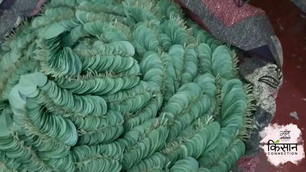 365697-banarasi-paan-farmers-varanasi-gi-tag-famous-betel-leaf-uttar-pradesh-climate-change-3