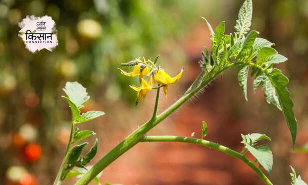 370950-root-knot-nematode-tomato-farming-causes-symptoms-management-2