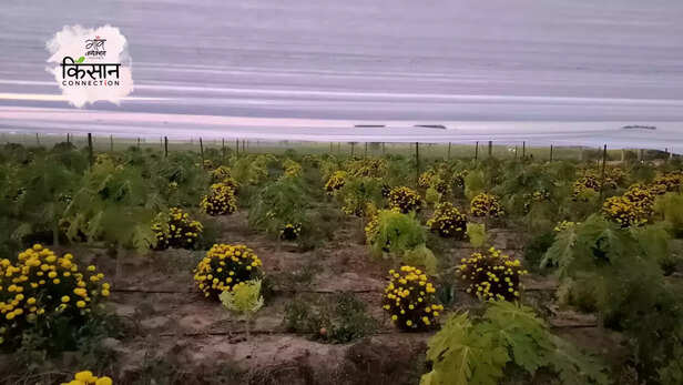 365427-papaya-farming-bharatpur-rajasthan-red-lady-taiwan-papaya-cultivation-guide-progressive-young-farmers-1