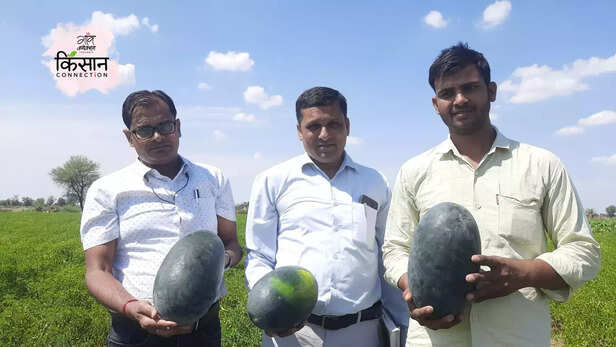 365428-papaya-farming-bharatpur-rajasthan-red-lady-taiwan-papaya-cultivation-guide-progressive-young-farmers-5